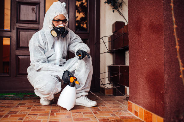 Attic and Crawl Space Rodent Treatment in South Nyack
